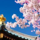 蕨市 三学院 桜と舎利殿